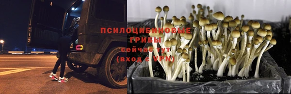 ПСИЛОЦИБИНОВЫЕ ГРИБЫ Алексеевка
